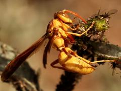 (Yellow Paper Wasp) profile