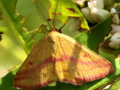() (Chickweed Moth) male on Pennsylvania Knotweed