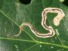() (Oak Pygmy Leafminer Moth) upperside mine on Bur Oak