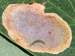 () (Ostensackenella Leafminer Moth) caterpillar mine on Black Locust