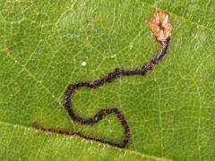 () (Saginella Leafminer Moth) upperside mine on River Birch