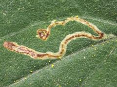 () (Narrow Bucculatrix Moth) linear mine on Drummond's Aster
