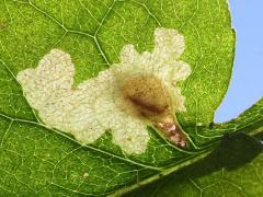 () (Narrow Bucculatrix Moth) trumpet backlit caterpillar mine on Drummond's Aster