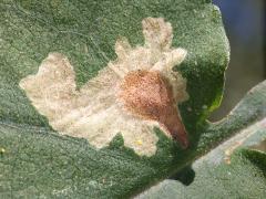 () (Narrow Bucculatrix Moth) trumpet mine on Drummond's Aster