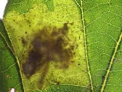 () (Solitary Oak Leafminer Moth) backlit caterpillar mine on Bur Oak