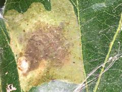 () (Solitary Oak Leafminer Moth) upperside mine on Bur Oak