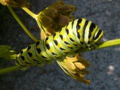() (Black Swallowtail) caterpillar on Common Cowparsnip