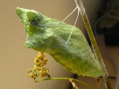 () (Black Swallowtail) pupa on Common Cowparsnip