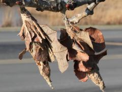 () (Evergreen Bagworm) on Bur Oak