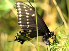 () (Black Swallowtail) female ovipositing on Queen Anne's Lace
