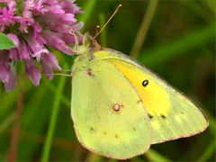 () (Orange Sulfur) on Red Clover