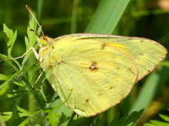 () (Orange Sulfur) female on Common Ragweed