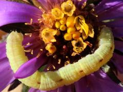 () (Geometer Moth) caterpillar on New England Aster