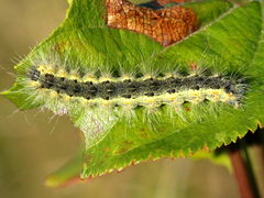 () (Fall Webworm Moth) caterpillar on Common Buckthorn