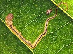 () (Stigmella Leafminer Moth) backlit mine on Purple Joe Pye Weed