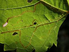 () (Grape Leafminer Moth) backlit mine on Riverbank Grape