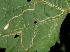 () (Grape Leafminer Moth) upperside mine on Riverbank Grape