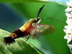 () (Hummingbird Clearwing) hovers on Common Milkweed