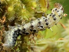() (Carrot Seed Moth) on Queen Anne's Lace