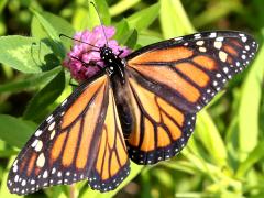 () (Monarch) female on Red Clover