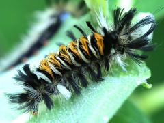 () (Milkweed Tussock Moth) on Common Milkweed