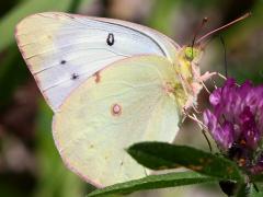 () (Orange Sulfur) female on Red Clover