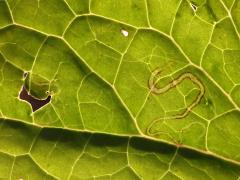 () (Indian Plantain Leafminer Moth) backlit mine on Pale Indian Plantain
