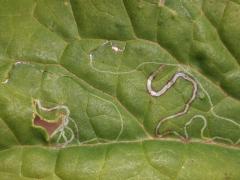 () (Indian Plantain Leafminer Moth) upperside mine on Pale Indian Plantain