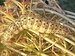 () (Carrot Seed Moth) on Queen Anne's Lace