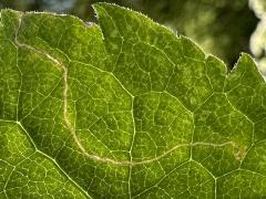 () (Bucculatrix Moth) backlit mine on Arrow-leaved Aster