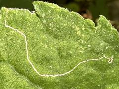 () (Bucculatrix Moth) upperside mine on Arrow-leaved Aster