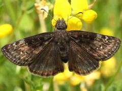 () (Wild Indigo Duskywing) female on Bird's-foot Trefoil