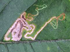 () (Wafer Ash Leafminer Moth) upperside mine on Wafer Ash