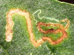 () (Wafer Ash Leafminer Moth) upperside mine on Wafer Ash
