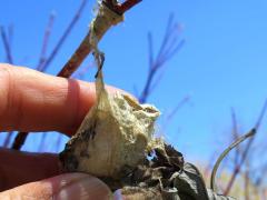 () (Polyphemus Moth) cocoon on Red-osier Dogwood