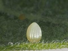 () (Monarch) egg on Common Milkweed