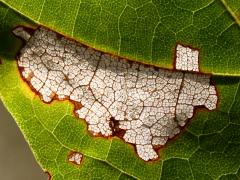 () (Maple Leafcutter Moth) backlit mine on Sugar Maple