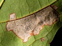 () (Maple Leafcutter Moth) underside mine on Sugar Maple