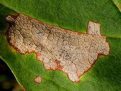 () (Maple Leafcutter Moth) upperside mine on Sugar Maple