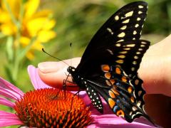 () (Black Swallowtail) male underside on Broad-leaved Purple Coneflower