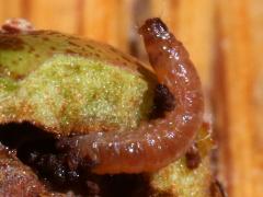 () (Codling Moth) larva head on Cockspur Hawthorn