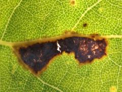 () (Cottonwood Leafminer Moth) backlit mine on Cottonwood