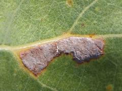 () (Cottonwood Leafminer Moth) upperside mine on Cottonwood