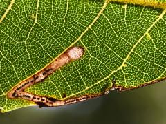 () (Walnut Leafminer Moth) backlit mine on Black Walnut
