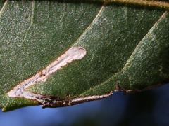 () (Walnut Leafminer Moth) upperside mine on Black Walnut