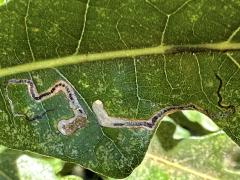 () (Bur Oak Leafminer Moth) upperside mine on Bur Oak