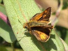 () (Peck's Skipper) on Smooth Blue Aster