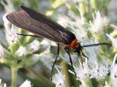 () (Yellow-collared Scape Moth) on Tall Boneset