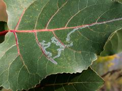 () (Aspen Serpentine Leafminer Moth) serpentine mine on Cottonwood