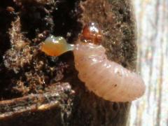 () (Acorn Moth) on Bur Oak